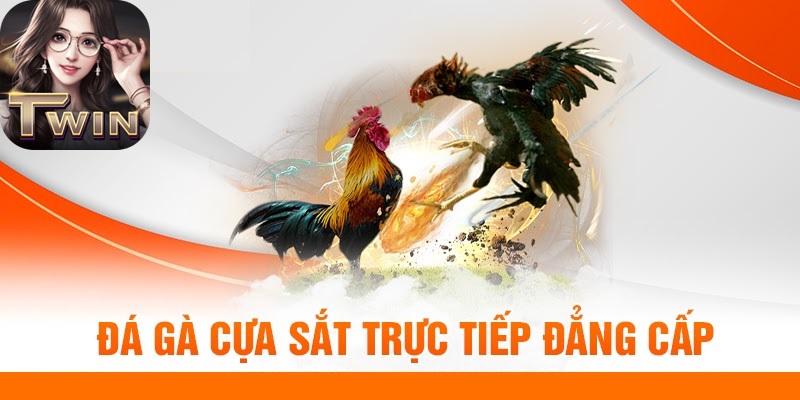 Đá Gà Cựa Sắt: Siêu kê đại chiến kịch tính cùng Twin68 4 Đá Gà Cựa Sắt cùng Twin68
