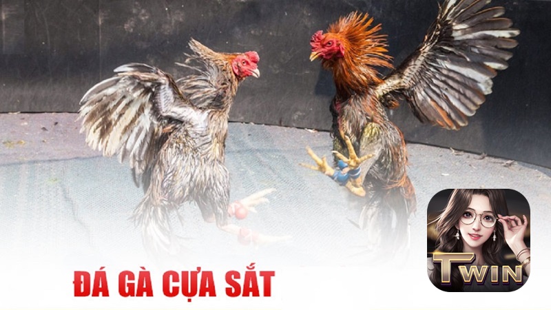 Đá Gà Cựa Sắt: Siêu kê đại chiến kịch tính cùng Twin68 3 Đá Gà Cựa Sắt Twin68