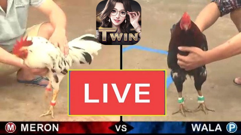 Đá gà Campuchia đỉnh nhất 2024 tại Twin68 - Bạn đã thử? 5 cá cược đá gà