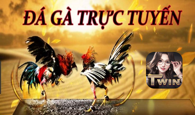Đá gà Campuchia đỉnh nhất 2024 tại Twin68 - Bạn đã thử? 3 đá gà Campuchia twin68