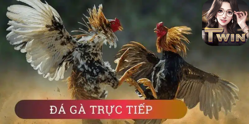 Đá gà cựa dao Philippines tại Twin68: Kê thủ tranh tài nảy lửa  4 Đá gà cựa dao Twin68