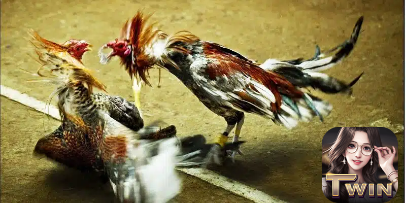 Đá gà cựa dao Philippines tại Twin68: Kê thủ tranh tài nảy lửa  3 Đá gà cựa dao Philippines