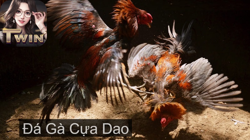 đá gà cựa dao