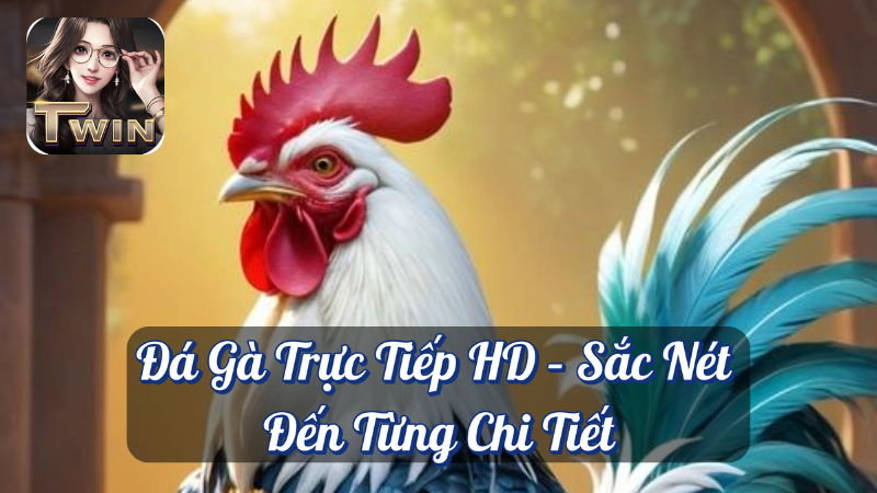 Đá Gà Trực Tiếp HD – Sắc Nét Đến Từng Chi Tiết